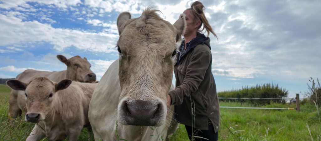 On the farm with one of the herd