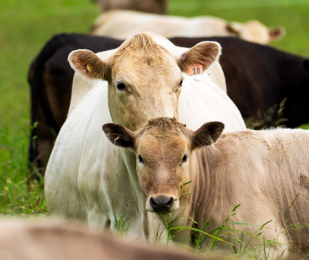 Cow and calf on pasture
